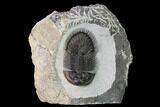 Thysanopeltis Trilobite - Issoumour, Morocco #153971-1
